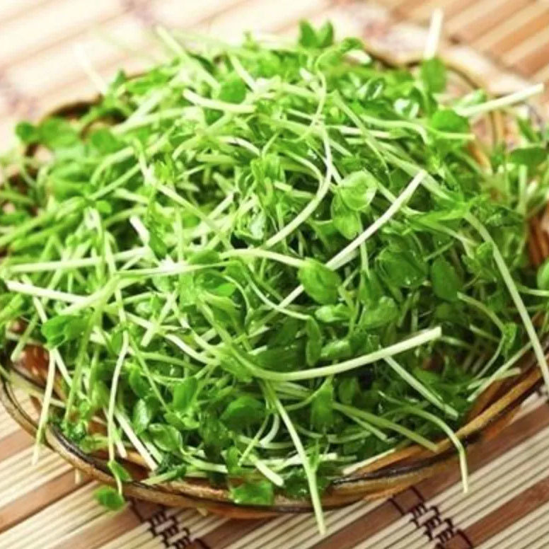 豆苗