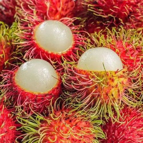 紅毛丹